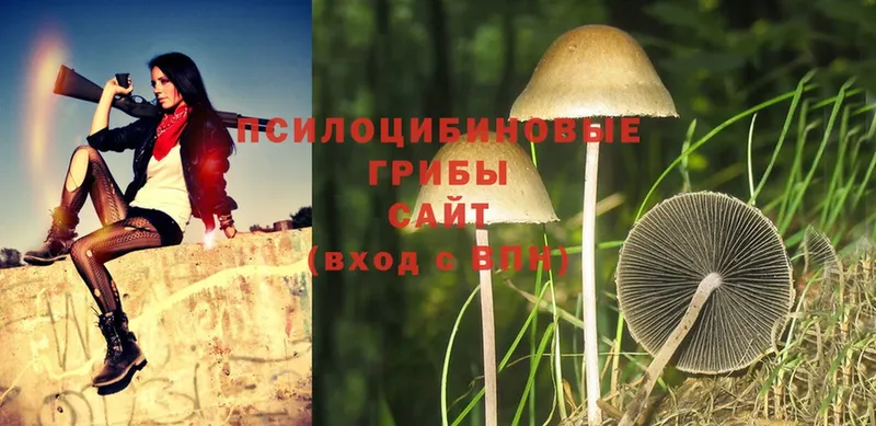 Галлюциногенные грибы Magic Shrooms  Боровичи 